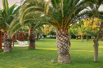 Empty hotel. Palm trees on site. Work ban due to the pandemic.