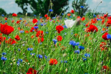 Piękna polana z polnymi kwiatami