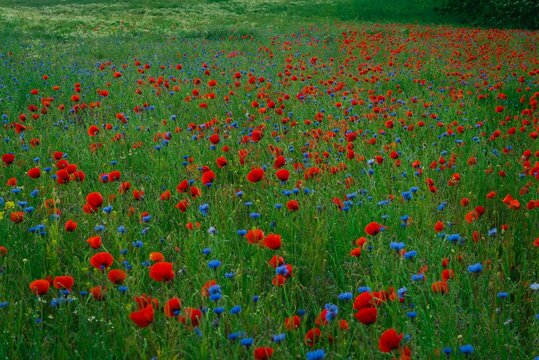 Piękna polana z polnymi kwiatami © Marek