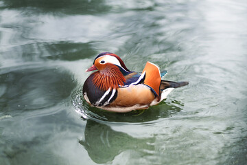Mandarin duck on water
