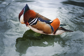 Mandarin duck on water