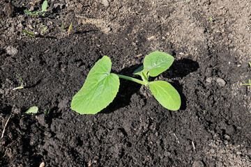 Zucchini seedlings grow in a garden bed