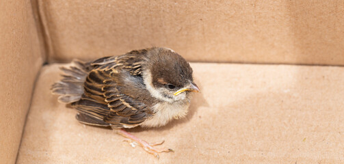 Chick of a house Sparrow. An  baby bird in a cardboard box.