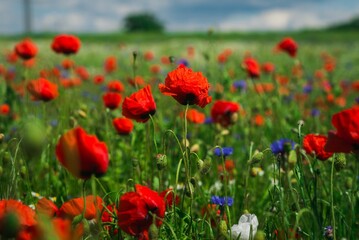 Piękna polana z polnymi kwiatami