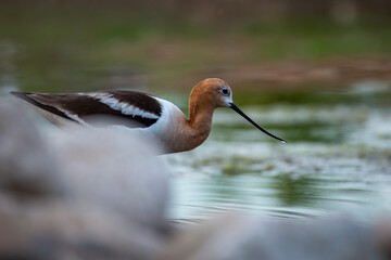 American avocet 