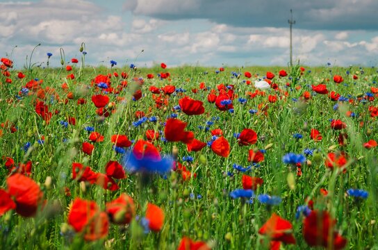 Piękna polana z polnymi kwiatami