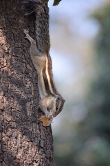 Squirrel eating or feeding on a tree