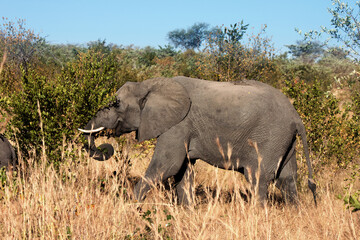 Fototapeta premium African elephant in the bush, on a safari