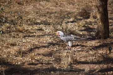 red-billed hornbill bird in Africa