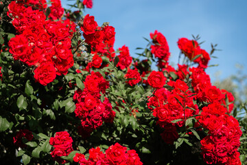 red rose bush in the garden