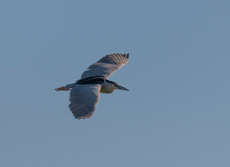Black crowned night heron bird 