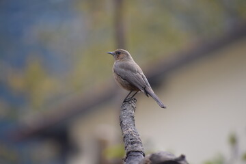 Indian Robin Saxicoloides fulicata 