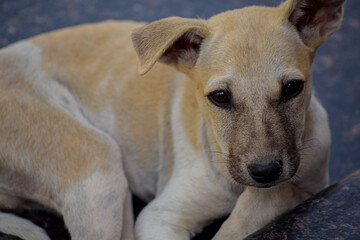 dog with sadness in his eyes
