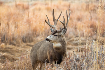 Mule deer buck

