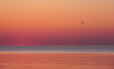 Fototapeta na wymiar Early morning sunrise over the sea and a birds
