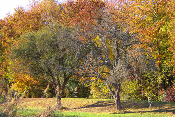 B&auml;ume in Herbstfarben