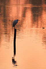 ei  Reiher auf einem Pfahl