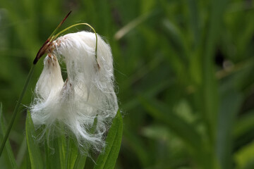 eine Blüte