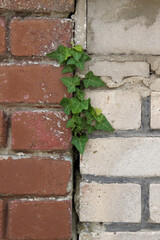 Efeu zwischen Mauern