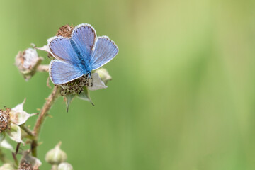 Common blue butterfly (Polyommatus icarus)