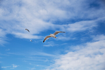 seagulls flying in the sky
