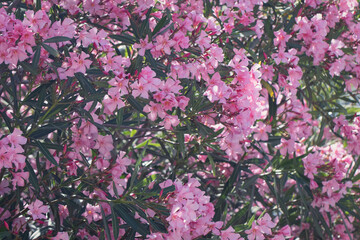 Lilac flowers bunch background. Beautiful opening violet Lilac flower Easter design closeup. Beauty fragrant tiny flowers open closeup. Nature blooming flowers backdrop.