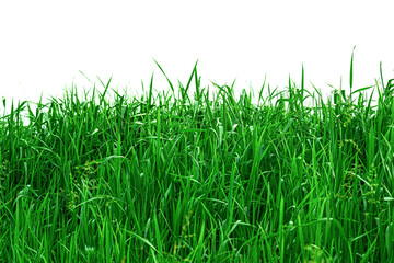 green grass isolated on white