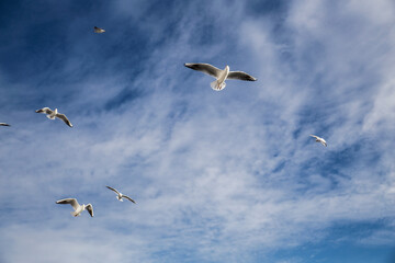 seagulls flying in the sky
