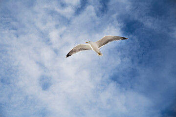 Obraz premium seagulls flying in the sky 