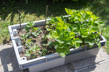 Strawberries plants growing in a vegetable garden