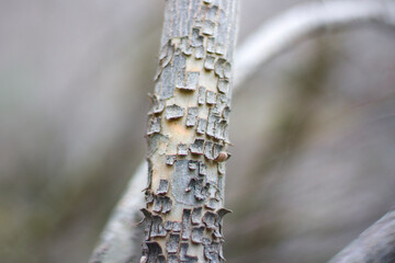 Macro and close-up of tree branch on the blur and gray background.