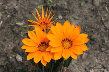 yellow flower on dry ground