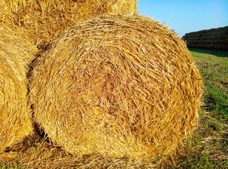 Bright yellow round bale of wheat straw on the field. Rolled pressed plant stems. Harvesting, agriculture. Close-up.