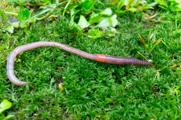 Useful Earthworm in the Nature