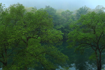 Fototapeta premium 新緑の錦秋湖