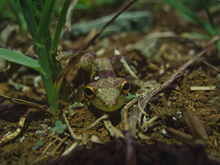 Crazy eyes frog in costa rica