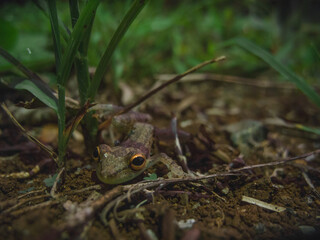 Frog with big eyes in the grass