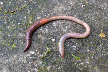 Useful Earthworm in the Nature