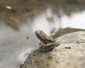frog on a rock 