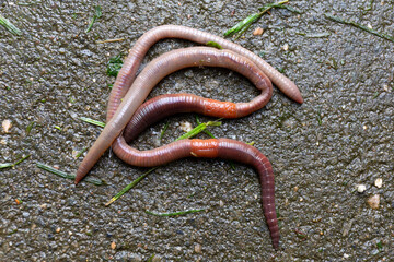 Useful Earthworm in the Nature