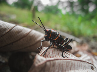 Grasshopper on a leaf in costa rica