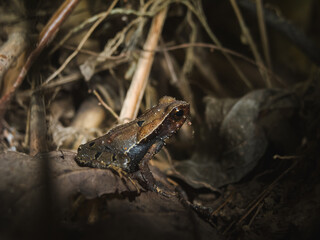 Rainforest road on the ground