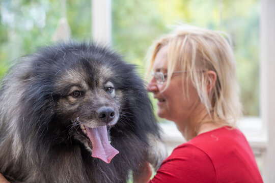 Trimed Wolf Spitz Dog closeup view with blond professional groomer woman in the background. Dog is looking at the camera.