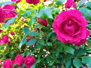 red roses on a bush