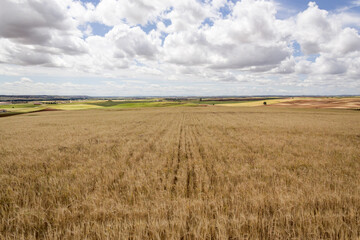 photography of a mown wheat field before the storm