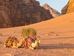 Trio of resting camels with multi-colored blankets in Wadi Rum desert of Jordan. Sandstone mountains in background with red-gold sand.