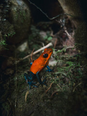 Strawberry poison dart frog in the rainforest of costa rica