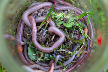 Useful Earthworm in the Nature