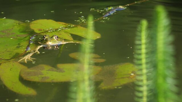  Rana com&uacute;n (Pelophylax perezi) croando en un estanque