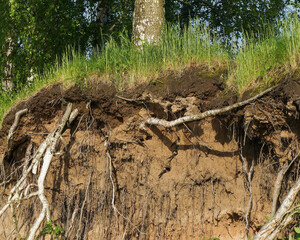 Breeding colony of sand martin (Riparia riparia also known as bank swallow) on a sandy cliff at the riverside. Sunny day in early summer, Russia